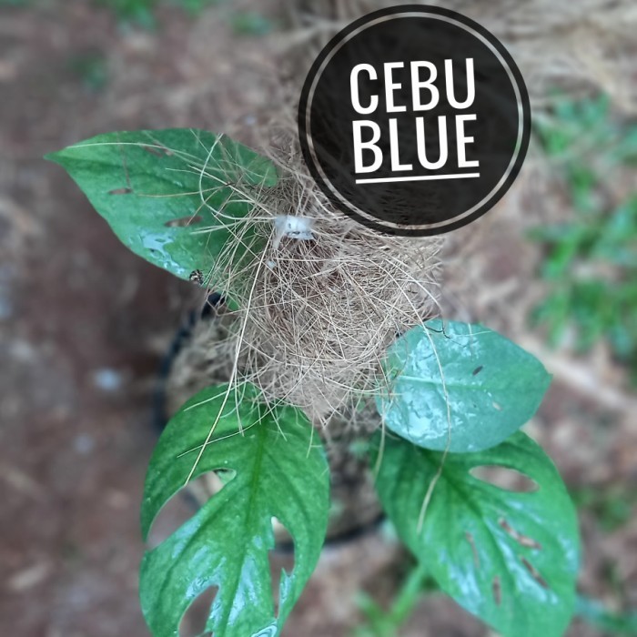 epipremnum cebu blue