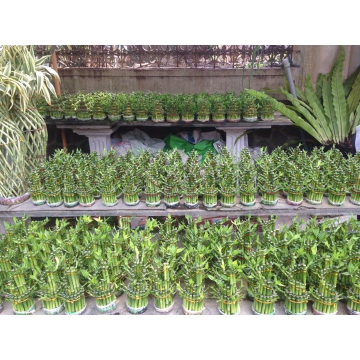 ID TERMURAH TANAMAN HIAS BAMBU REJEKI / BAMBU HOKI - PAGODA - BAMBU CINA SRI REJEKI