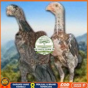 

telur tetas ayam shamo siap di tetaskan super garansi UD NAFII FARM ID