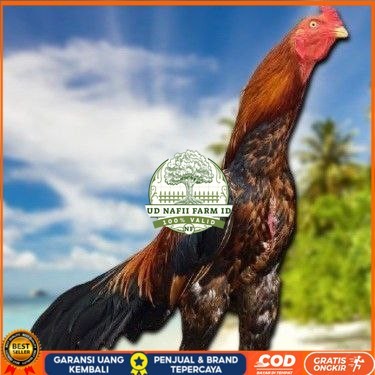 

TELUR BANGKOK RAJA FRESH FERTIL UD NAFII FARM ID