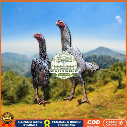 

telur tetas ayam shamo besar UD NAFII FARM ID