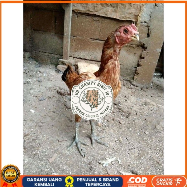 

Asel Beak Parrot terlur terlaris original berkualitas UD GHANIYY BIBIT ID