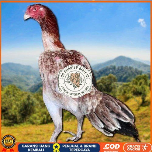 

telur ayam shamo eropa bisa untuk di tetaskan UD GHANIYY BIBIT ID