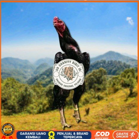 

telur ayam cos shamo ori bisa untuk di tetaskan UD GHANIYY BIBIT ID