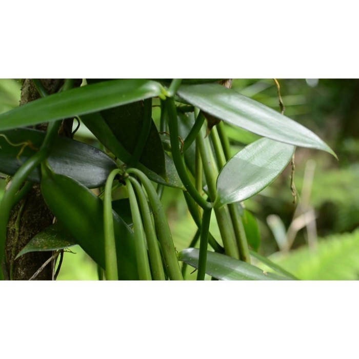 selalu Promo BIBIT PANILI VANILI UNGGUL STEK Vanilli Vanilla Paneli [ COD ] cod