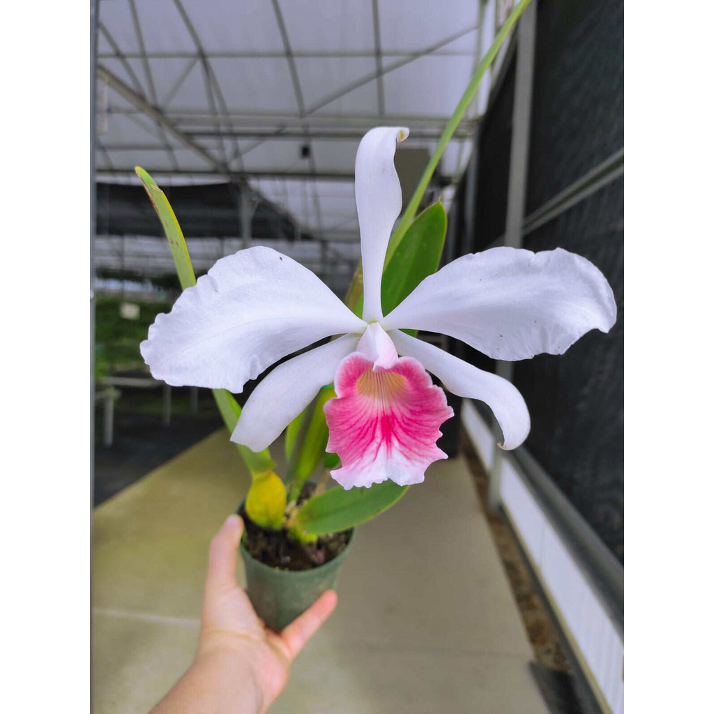 tanaman hias anggrek dendrobium Carmen /) anggrek dendrobium // bibit anggrek dendrobium