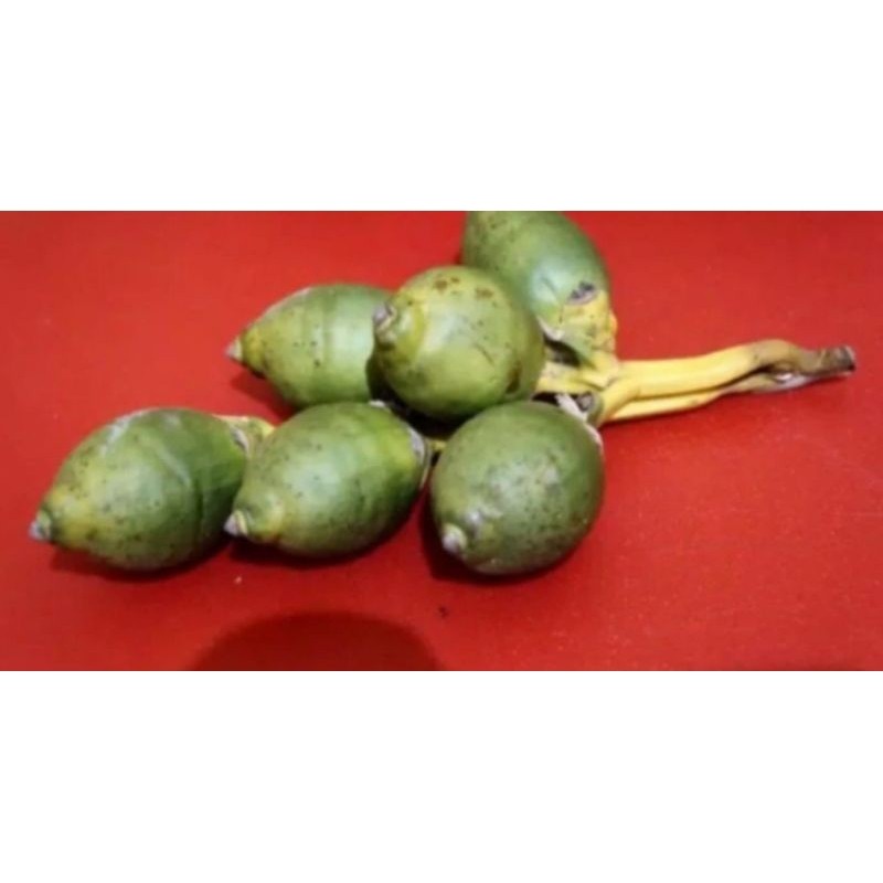 

New 250 Gram Buah pinang Jambe muda fress-obat herbal