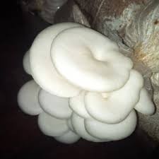 

Jamur tiram 250gr