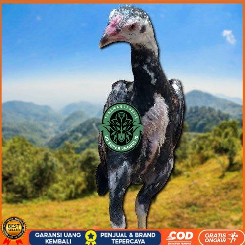 

PAKET MURAH 3 EKOR TELUR SHAMO (Cod) UD_SUPER_UNGGUL_ID