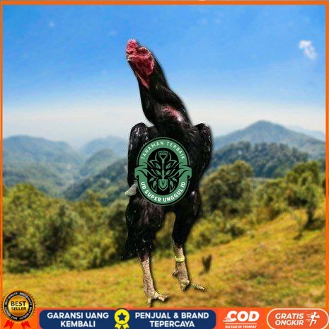 

telur ayam cos shamo ori bisa untuk di tetaskan UD_SUPER_UNGGUL_ID