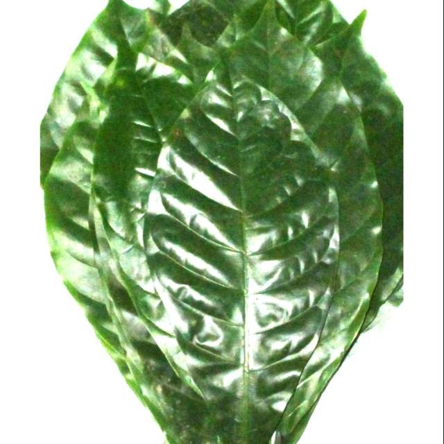 

Promo terlaris Daun kopi segar 1 kg termurah