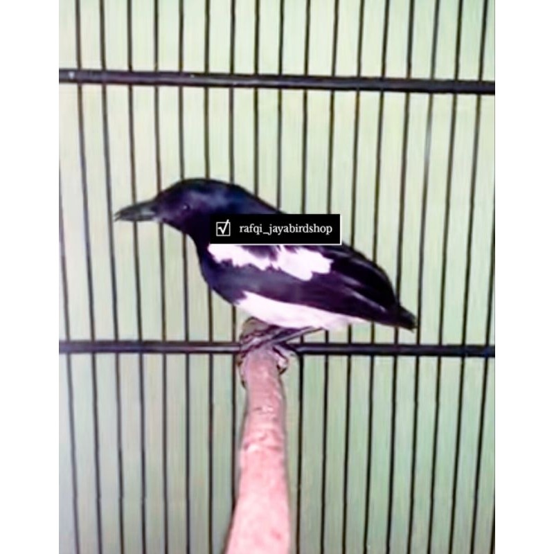 KACER DADA PUTIH BONDOL JANTAN