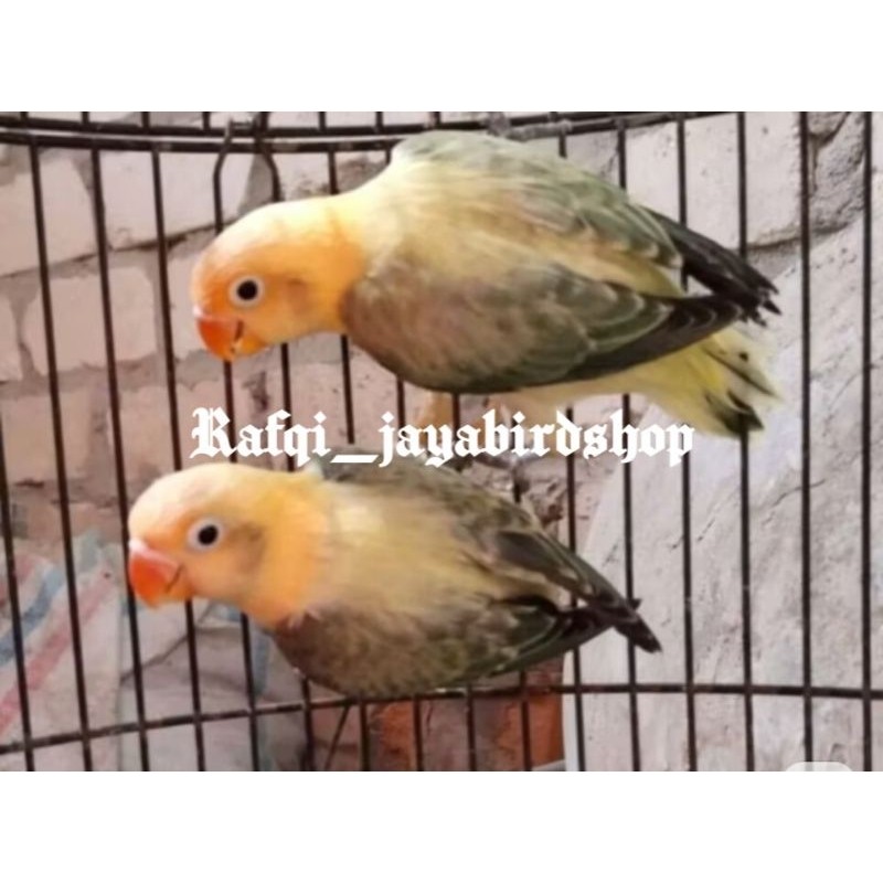 BURUNG LOVEBIRD PB BIOLA EUWING MOVE SEPASANG