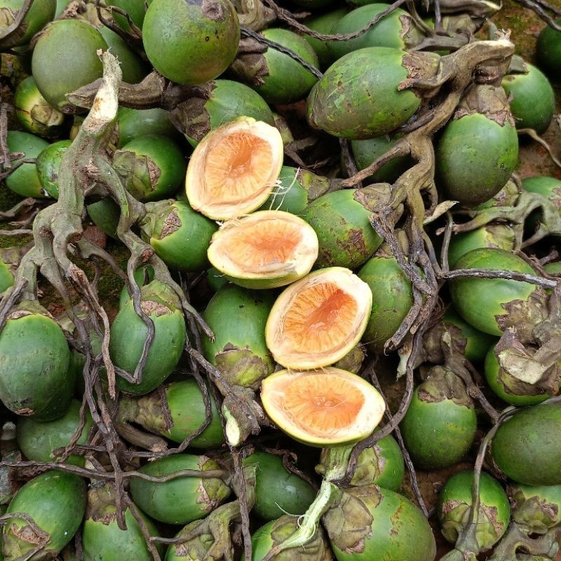 

Cod TERLARIS BUAH PINANG MUDA FRESH 1Kg herbal stamina '