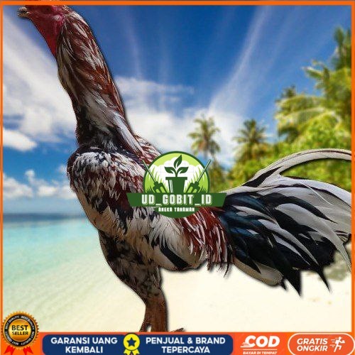 

telur ayam Bangkok mangon ORI (Telur fertil) UD_GOBIT_ID