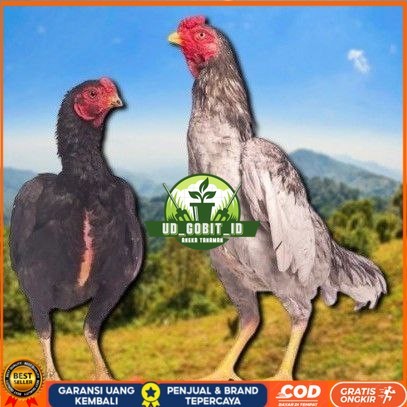 

telur tetas ayan shamo super UD_GOBIT_ID