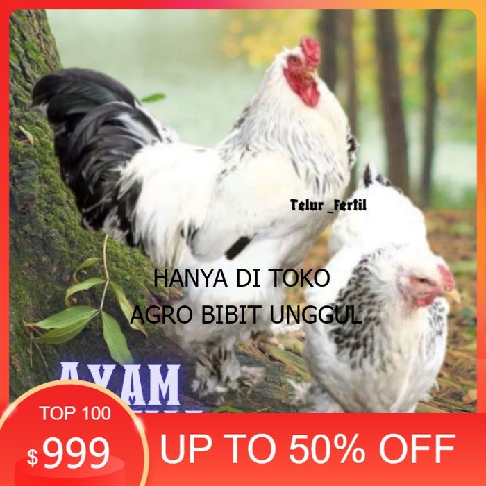 

telur ayam brahma asli bisa untuk di tetaskan vertil original berkualitas agro.bibit.unggul