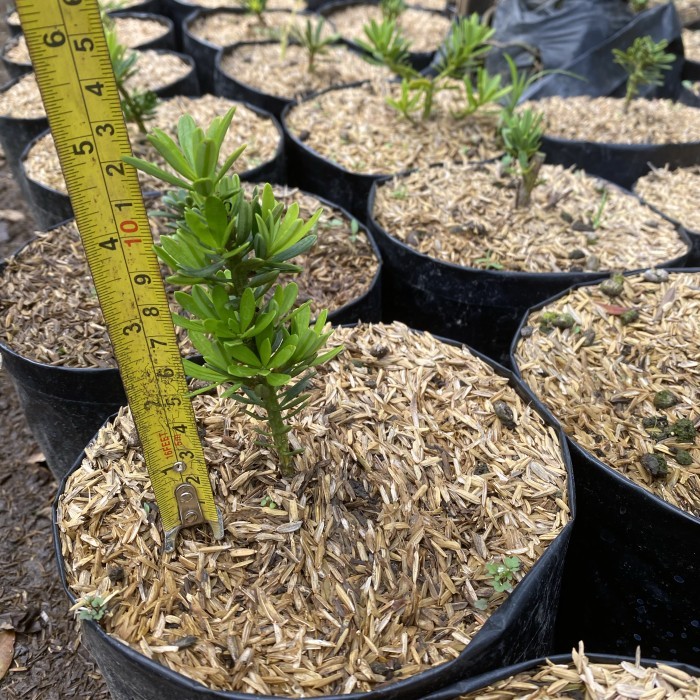 bahan bonsai lohansung cincuan