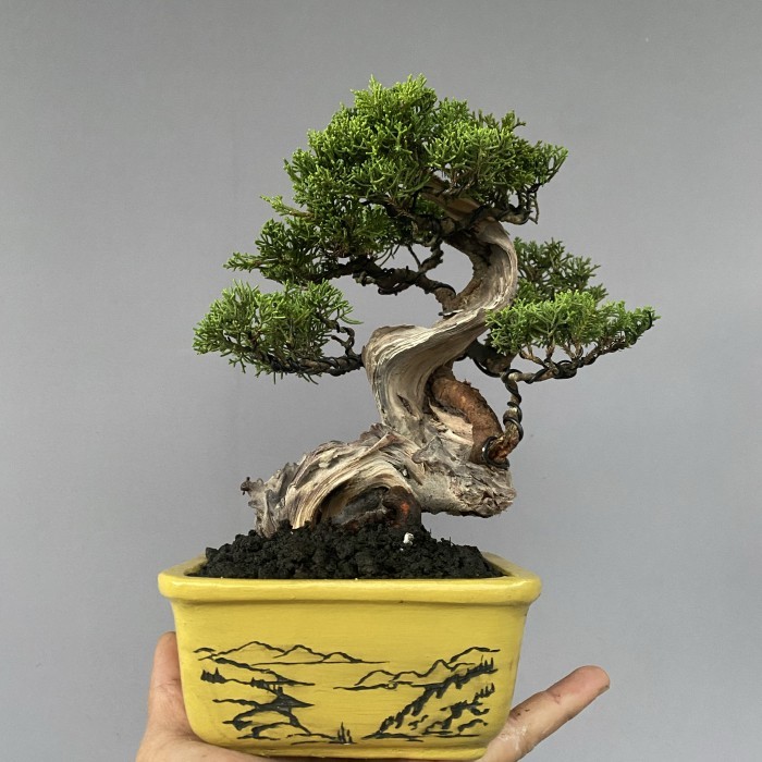 Bonsai tanuki cemara sargenti itoigawa original,siap pajang