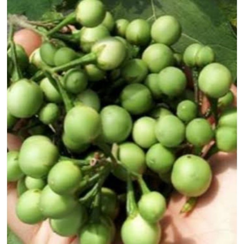 

SAHABATANI tekokak/buah rimbang/ cokak/pokak baru petik dari kebun 500gram