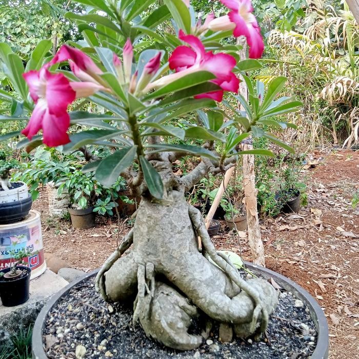 kamboja Jepang bonsai(adenium)