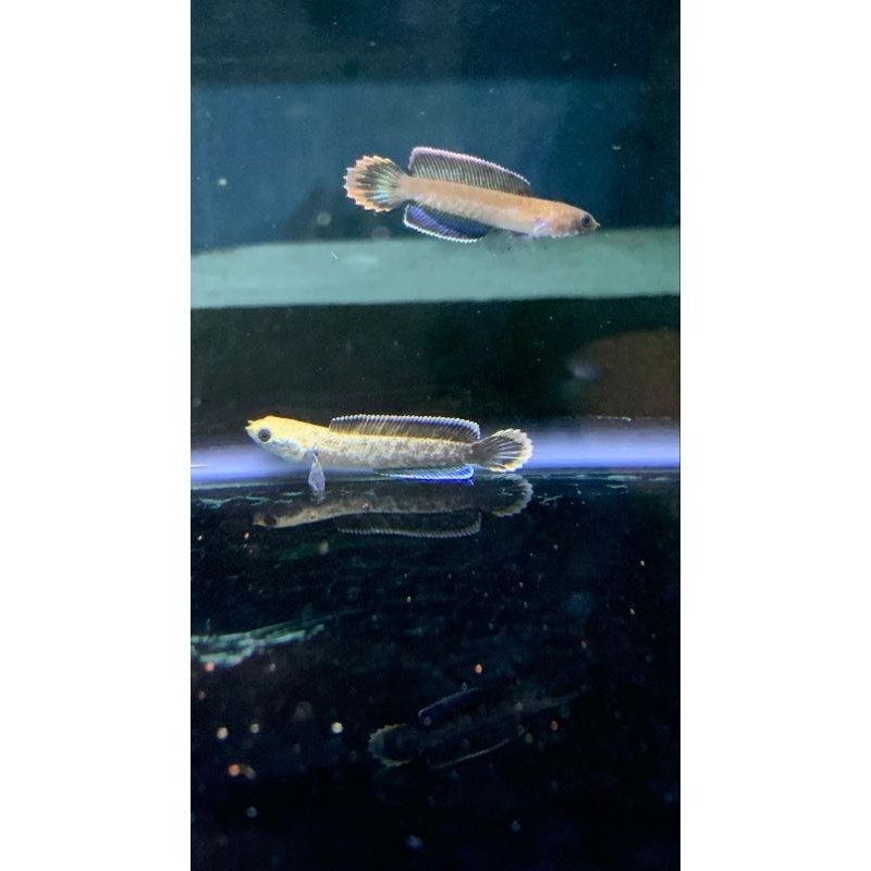 hiasan aquarium chana andrao spek kontes grade A gondrong bahan Hf kualitas premium