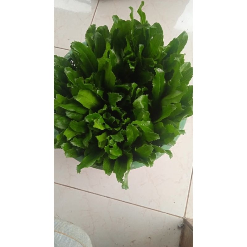 

Promo jual daun walang bisa dijadikan bibit isi 10 tangkai Termurah