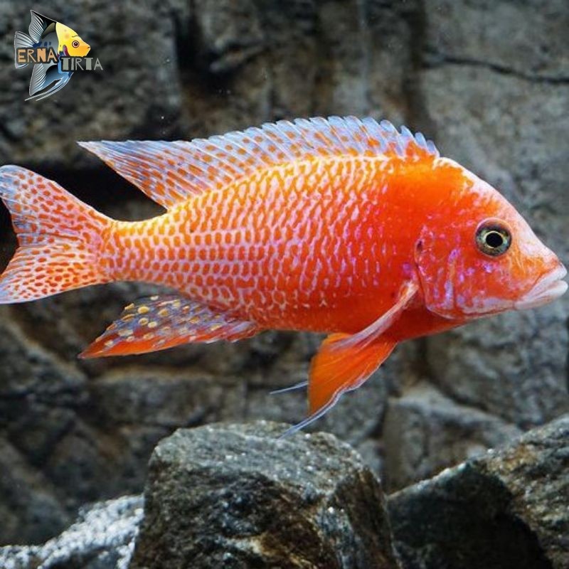 dragon blood cichlid 8/10cm