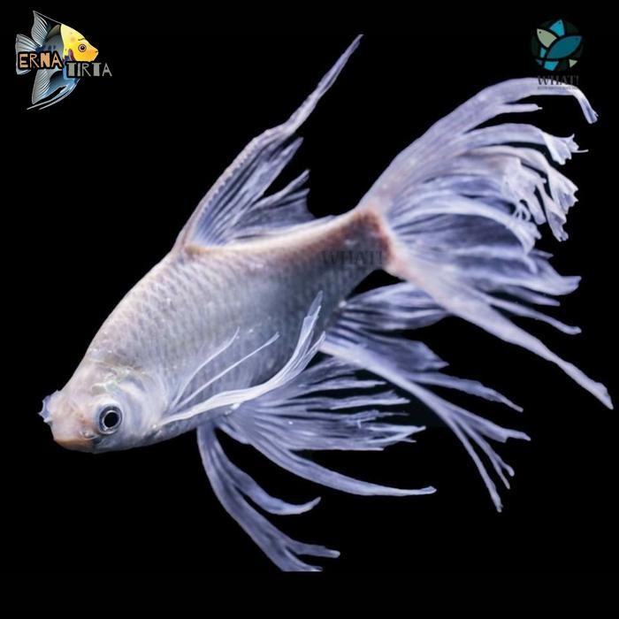 Ikan Kaviat slayer tankmate arwana dan koi di kolam ikan hias - Body 10-14cm