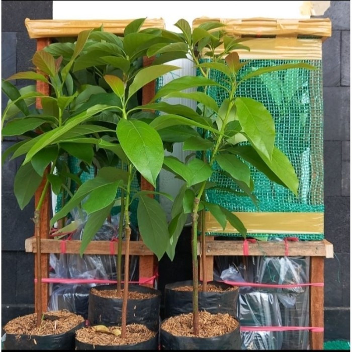 BARU PAKET 5 Bibit Alpukat FULL Media Cargo Semua Varietas - Jenis A