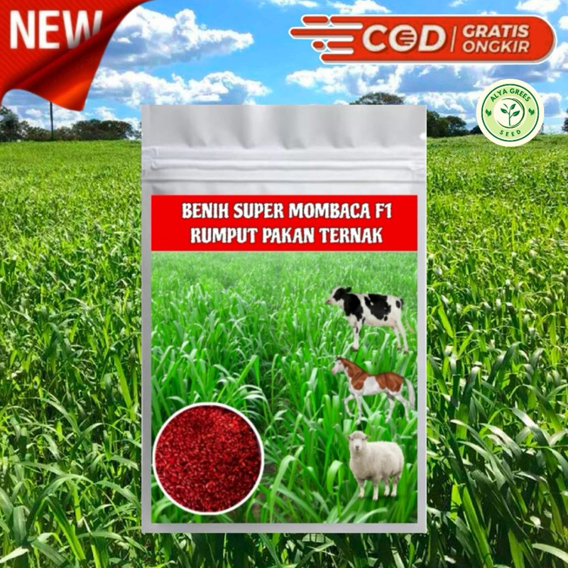 Benih Rumput mombaca super F1 2000biji/ bibit pakan ternak kambing dan sapi