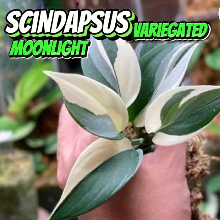 Scindapsus Varigata