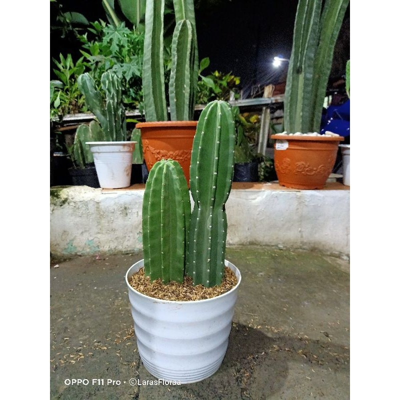 (BISA COD) tanaman hias cactus coboy / pohon kaktus hidup / kaktus hias / kaktus