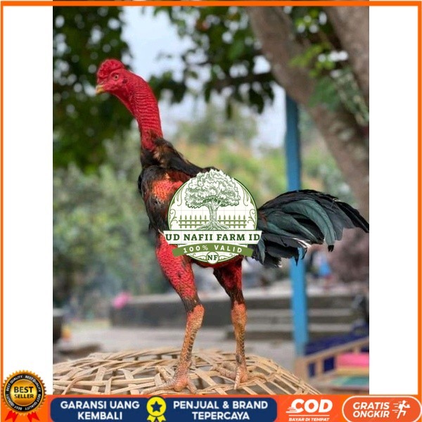 

telur Ayam Ganoi Telur fertil (terlaris) original berkualitas UD NAFII FARM ID