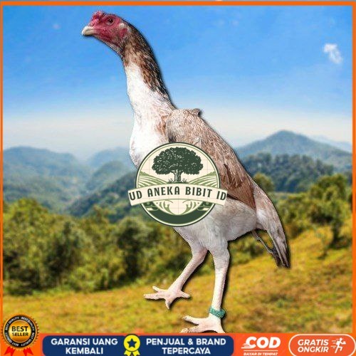 

telur fertil ayam shamo berkualitas super UD ANEKA BIBIT ID