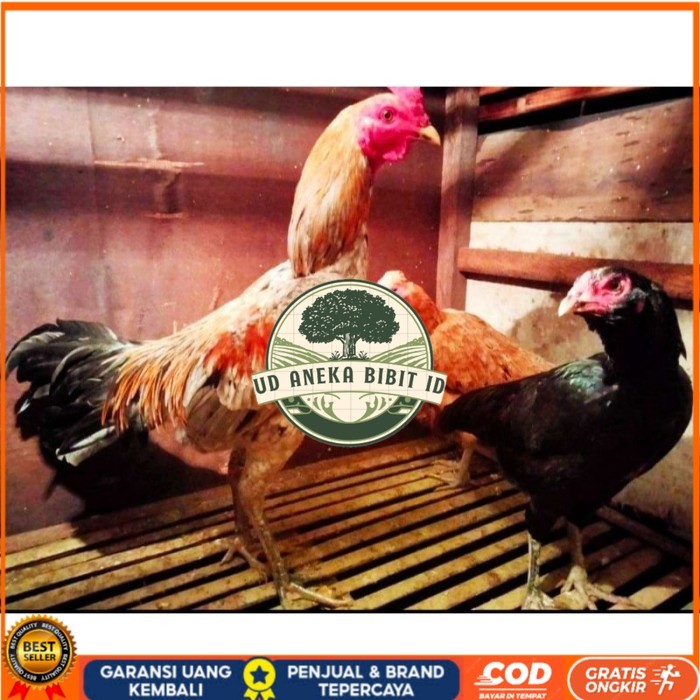 

ayam bulbi tampar tampar telur fertill original berkualitas UD ANEKA BIBIT ID