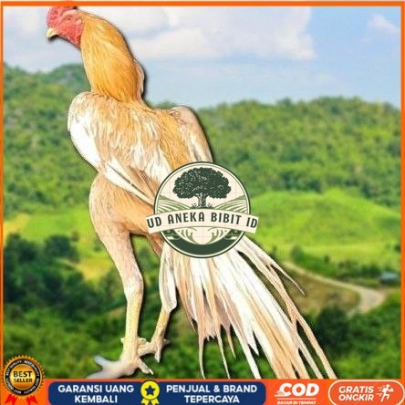 

telur ayam ekor lidi original bisa untuk di tetaskan super UD ANEKA BIBIT ID