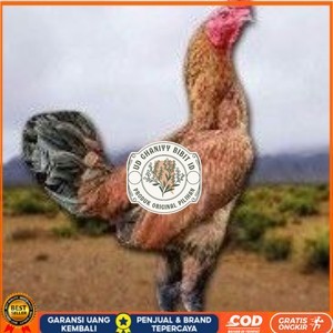 

telur ayam pama ninja berkualitas unggul UD GHANIYY BIBIT ID