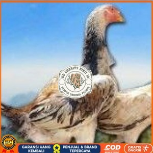 

telur ayam shamo murni vertil original resmi UD GHANIYY BIBIT ID