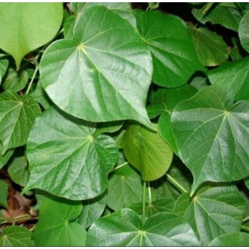 

daun herbal daun waru segar per 500gram
