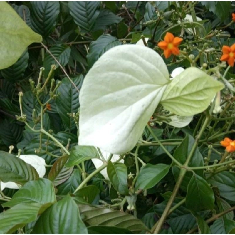 

Peromo DAUN KINGKILABN 300gram