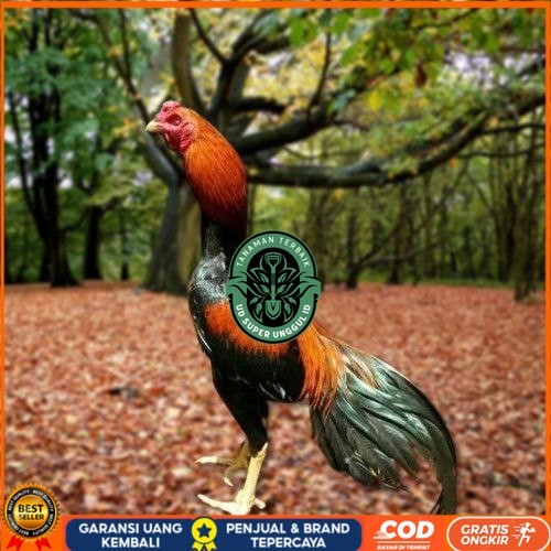 

Telur Ayam Pakhoy Ori Thailand Vertil Siap Di Tetaskan Jaminan Suuper Oiginal Bergaransi UD_SUPER_UNGGUL_ID
