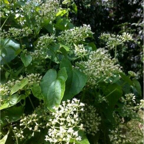 

Daun Sembung Rambat Sengar (Fresh)200 Gram
