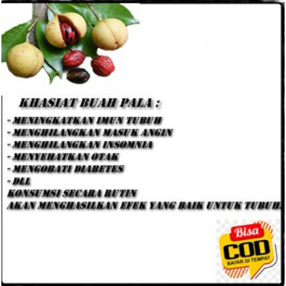 

Buah pala mentah segar 1kg tanaman buah pala segar rempah asli alam