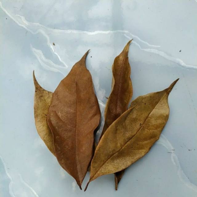 

Cod Daun pala kering 100 gram termurah '