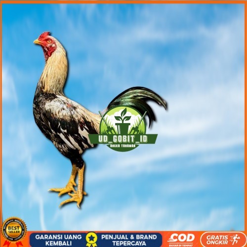 

ayam pama IQ telur fertill 100% terlaris UD_GOBIT_ID