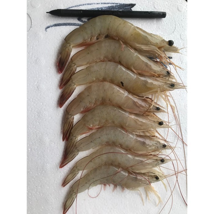 

Promo Udang Jerebung Segar 1KG - 70-75
