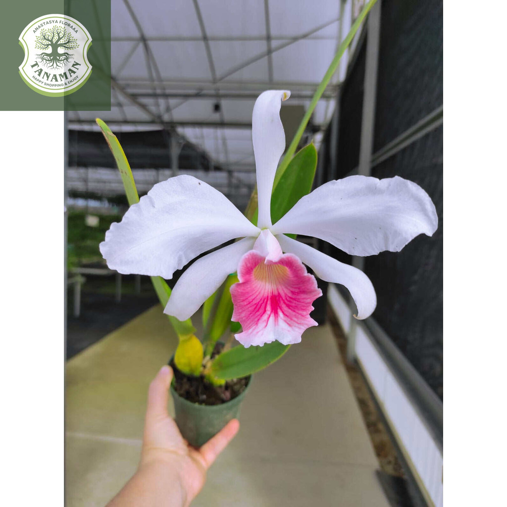 tanaman hias anggrek dendrobium Carmen /) anggrek dendrobium // bibit anggrek dendrobium