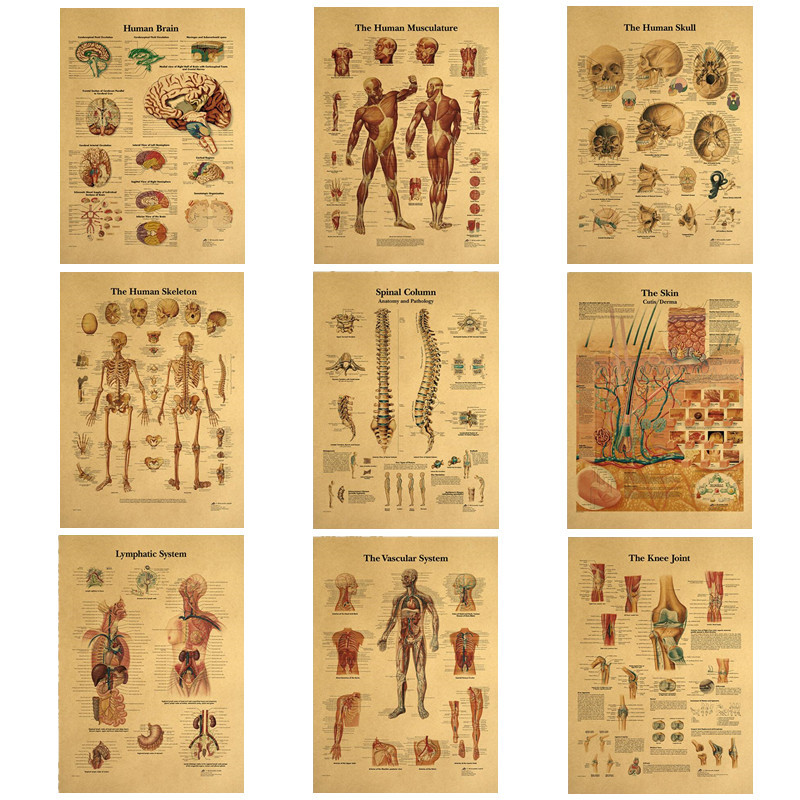 

The Body Structure Skeleton Nervous System Vintage Poster Medical Decoracion Painting Wall Art Kraft Paper Wall Stickers