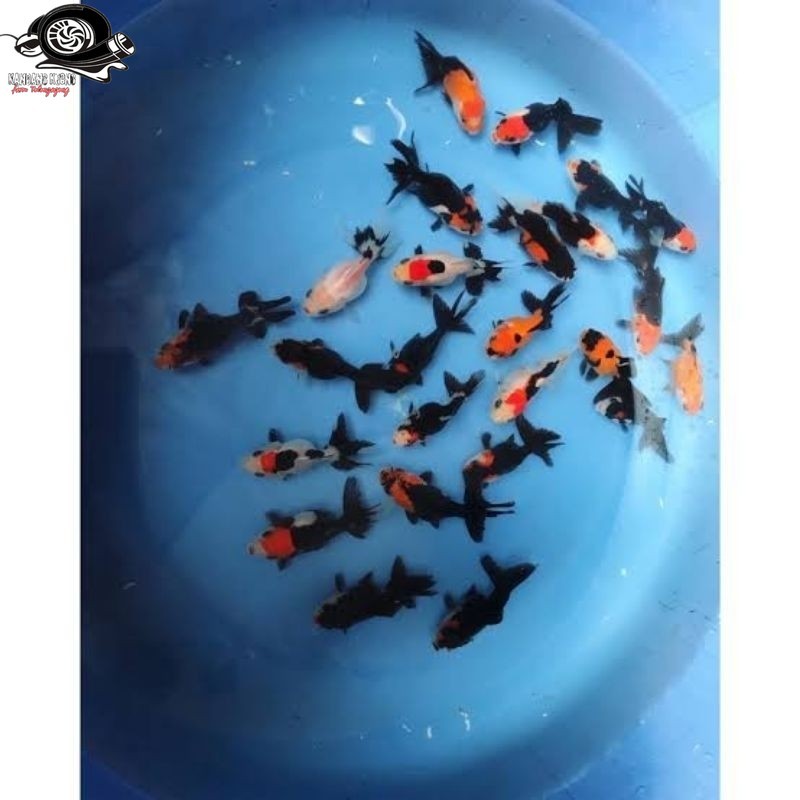 koki panda tc  tricolor 6-7 1 pcs